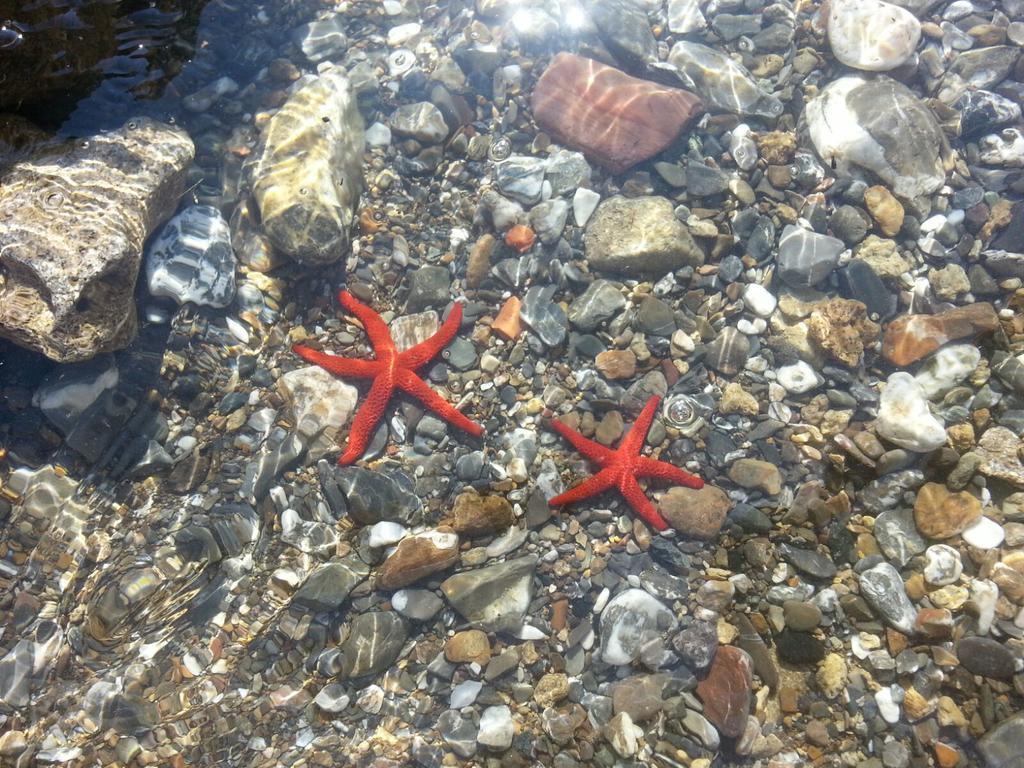 Cala Dei Mori Aparthotel Livorno Bagian luar foto